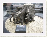 Base of Sycamore Tree from St Pauls - lost in WTC fall * 2592 x 1944 * (2.09MB)